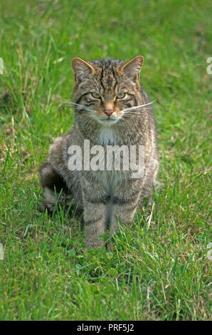 SCOTTISH WILD CAT felis Silvestris Captive Stock Photo