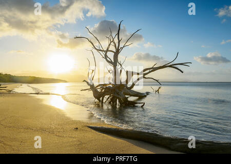 Atmospheric sunset over a dead tree, Second Beach or Bessie Point, near Yarrabah, South of Cairns, Far North Queensland, FNQ, QLD, Australia Stock Photo
