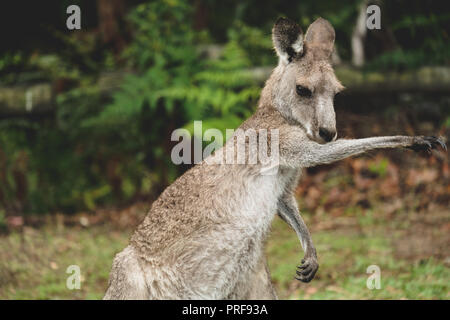 Eastern Grey Kangaroo Pointing to His Right in Australia Stock Photo