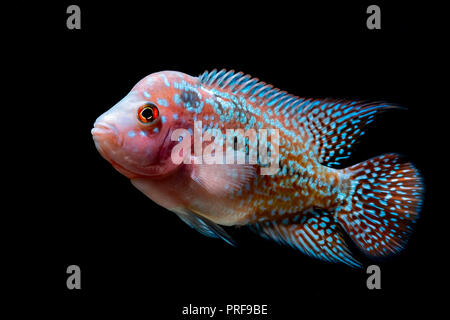 Cichlids fish in a beautiful aquarium Stock Photo