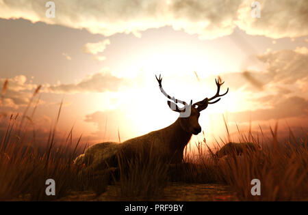 Deer in grass field at sunset or sunrise,3d illustration Stock Photo