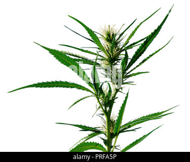 Natural fresh hemp bush on a white background. Cannabis Stock Photo - Alamy