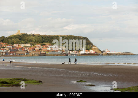Dog being walked on Scarborough beach, with harbour and lighthouse. unsharpened Stock Photo