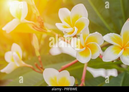 plumeria flower desert rose white beautiful on the tree, selective focus(  Scientific name, Apocynaceae,Frangipani , Pagoda ,Temple ) Stock Photo