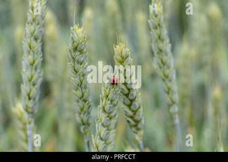 Juicy fresh ears of young green wheat and ladybug on nature in spring summer field close-up of macro Stock Photo