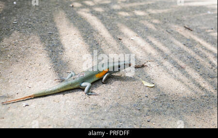 Bali Sun Skink (Eutropis multifasciata balinensis) lizard on ground Stock Photo