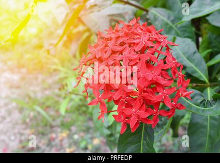 spike flower , Ixora coccinea red, Rubiaceae  in nature, with sunset light tone. Stock Photo