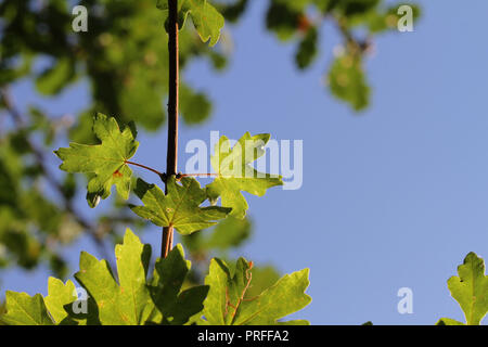 maple or sycamore leaves with the sun behind in early autumn or fall in Italy Latin acer opalus or acer pseudoplatanus from and Italin maple Stock Photo