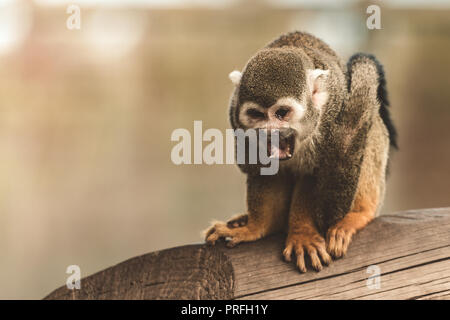 Central American squirrel monkey, red-backed squirrel monkey, Saimiri oerstedii Stock Photo