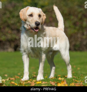 labradoodle Stock Photo
