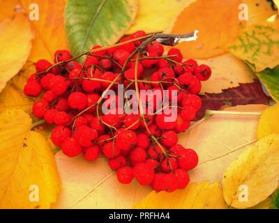 Bunch of red Rowan berries, lying on fallen autumn leaves. Close up. Stock Photo