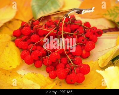 Bunch of red Rowan berries, lying on fallen autumn leaves. Close up. Stock Photo