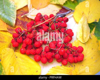 Bunch of red Rowan berries, lying on fallen autumn leaves. Close up. Stock Photo