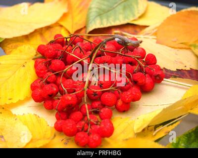 Bunch of red Rowan berries, lying on fallen autumn leaves. Close up. Stock Photo