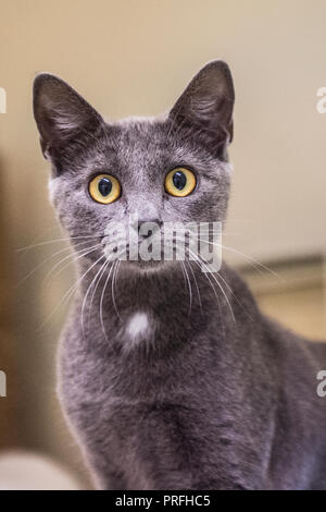 russian blue cat Stock Photo