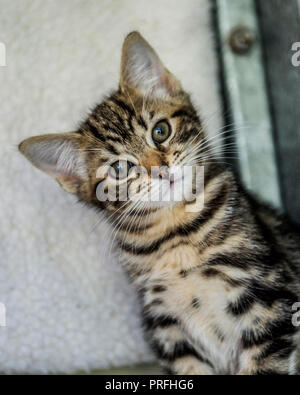 tabby kitten Stock Photo
