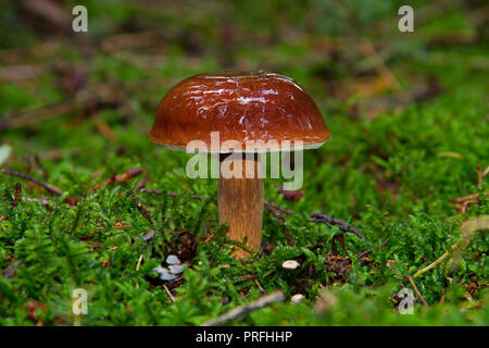 Young Bay bolete with spherical, brown, wet and sticky cap in moss Stock Photo