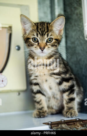 tabby kitten Stock Photo