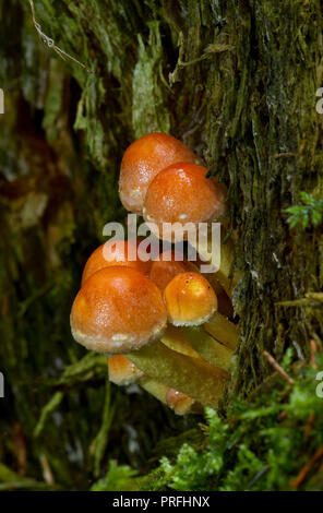 Cluster of young Brick cap mushrooms (Psilocybe sublateritia) on rotting wood, mushrooms with psychedelic properties Stock Photo