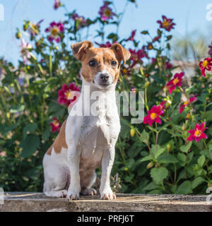 jack russell dog Stock Photo