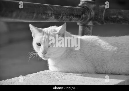 A white cat, resting on a low wall under a rusty metal railing in Gozo, Malta. Feral cat, adapted to living outside. Photo in black and white. Stock Photo