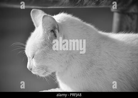 A white cat, resting on a low wall under a rusty metal railing in Gozo, Malta. Feral cat, adapted to living outside. Photo in black and white. Stock Photo