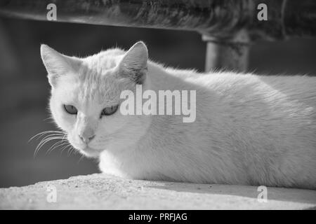 A white cat, resting on a low wall under a rusty metal railing in Gozo, Malta. Feral cat, adapted to living outside. Photo in black and white. Stock Photo