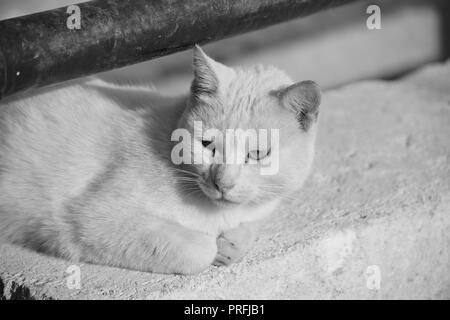 A white cat, resting on a low wall under a rusty metal railing in Gozo, Malta. Feral cat, adapted to living outside. Photo in black and white. Stock Photo