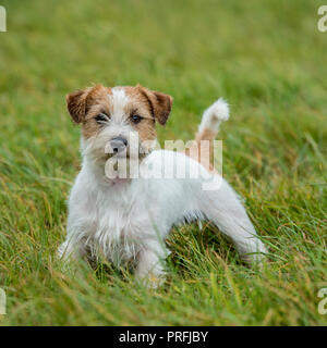 jack russell dog Stock Photo