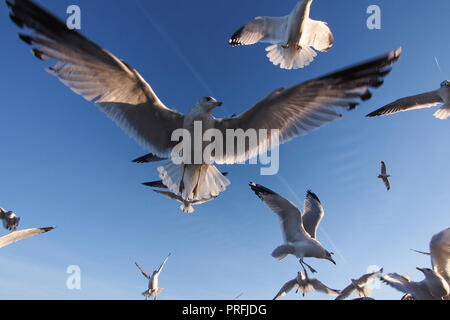 Seagulls flying over Georgia's Atlantic coast Stock Photo