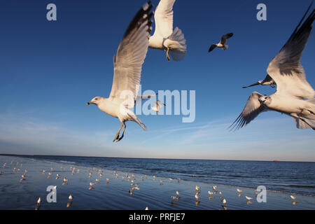 Seagulls flying over Georgia's Atlantic coast Stock Photo