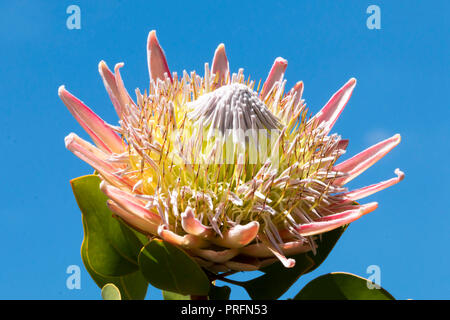 Exotic protea flowering inside the great glasshouse at the National Botanic Garden of Wales in Carmarthen, West Wales, UK Stock Photo