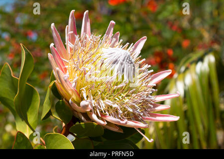 Exotic protea flowering inside the great glasshouse at the National Botanic Garden of Wales in Carmarthen, West Wales, UK Stock Photo