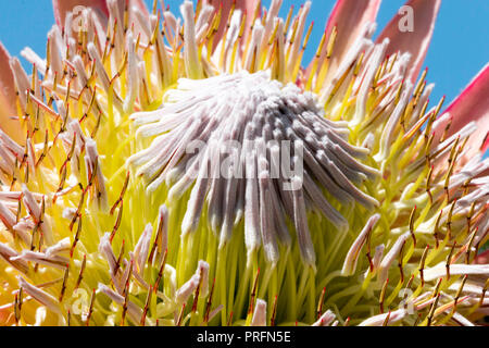 Exotic protea flowering inside the great glasshouse at the National Botanic Garden of Wales in Carmarthen, West Wales, UK Stock Photo