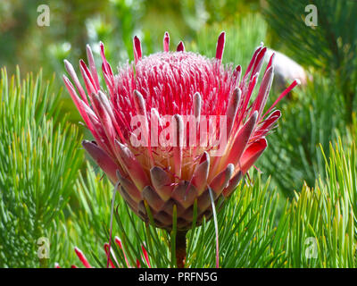 Exotic protea flowering inside the great glasshouse at the National Botanic Garden of Wales in Carmarthen, West Wales, UK Stock Photo