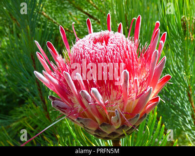 Exotic protea flowering inside the great glasshouse at the National Botanic Garden of Wales in Carmarthen, West Wales, UK Stock Photo