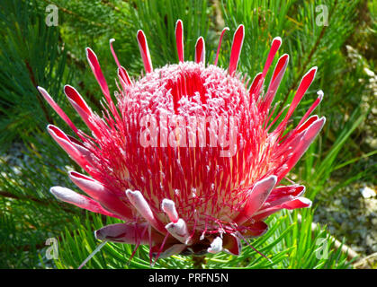 Exotic protea flowering inside the great glasshouse at the National Botanic Garden of Wales in Carmarthen, West Wales, UK Stock Photo