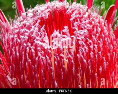 Exotic protea flowering inside the great glasshouse at the National Botanic Garden of Wales in Carmarthen, West Wales, UK Stock Photo