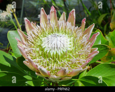 Exotic protea flowering inside the great glasshouse at the National Botanic Garden of Wales in Carmarthen, West Wales, UK Stock Photo