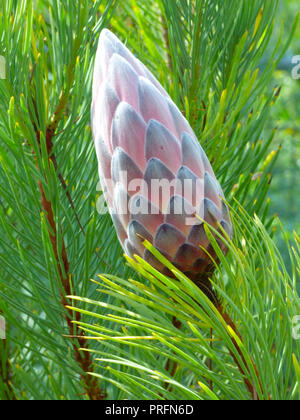 Exotic protea flowering inside the great glasshouse at the National Botanic Garden of Wales in Carmarthen, West Wales, UK Stock Photo