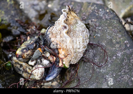 Oysters and other seafood to forage on pebbles and mussels all attached to a rock on the beach at low tide on Helford Passage, Cornwall Stock Photo