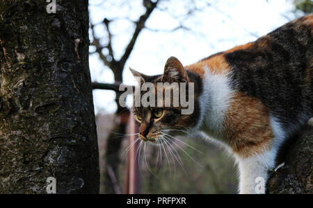 A domestic cat named Liza climbing on tree and trying find something or somebody for playing. Boss Stock Photo