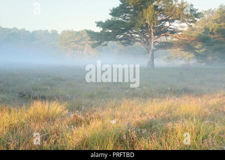 birch and pine trees hug in fog and morning sunlight Stock Photo