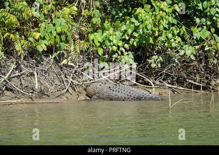 Saltwater crocodile, estuarine crocodile, Indo-Pacific crocodile, marine crocodile, sea crocodile, Crocodylus porosus, Daintree River, Far North Queen Stock Photo