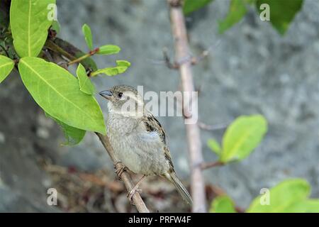 House sparrow, Passer domesticus, Passeridae, Port Douglas, Far North Queesland, Australia Stock Photo