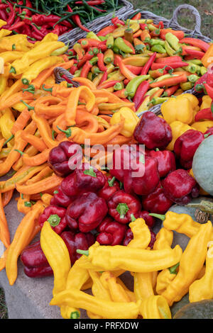 Peppers and chilis for sale at Daylesford Organic farm shop autumn festival. Daylesford, Cotswolds, Gloucestershire, England Stock Photo