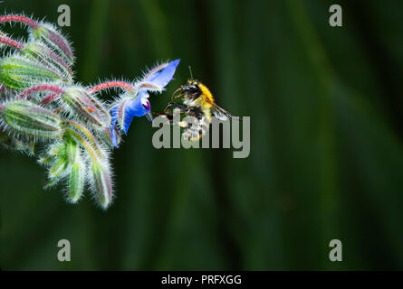 Bumble bee in flight Stock Photo