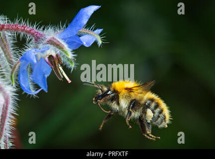 Common carder bumblebee approaching borage flower Stock Photo