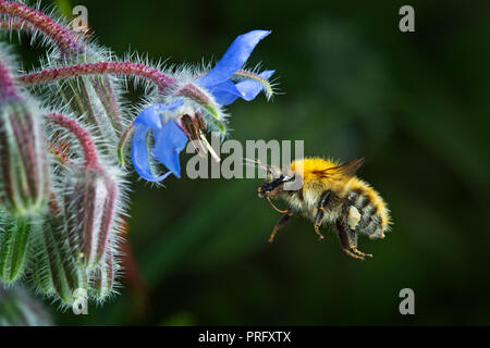 Bumble bee approaching borage flower Stock Photo