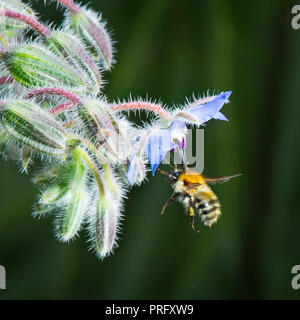 Bumble bee approaching borage flower Stock Photo